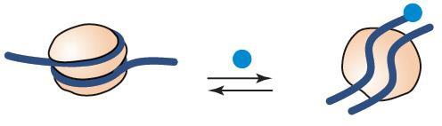 Tight 한 chromatin 구조는 transcription machinery 가 DNA 에작용하기위해서는 loosened 되어야하며 chromatin 구조를풀기위해서는두가지기작을이용한다. 1.