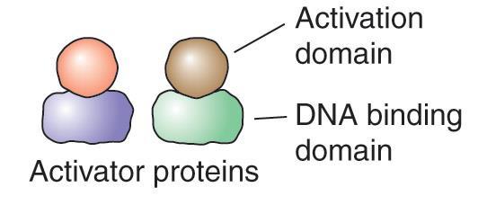 16.2 Transcription Activator proteins 진핵세포에서는전사를위하여 transcription activator protein 을필요로한다. 이들은최소한두개의영역으로되었으며 DNA-binding domain 과 activation domain 을포함한다.