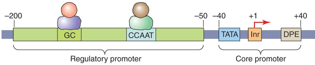 Activation domain 은유전자로다른 transcription machinery 의구성분을불려드리며이들과전사를촉진하기위하여다양한 interact 를한다.