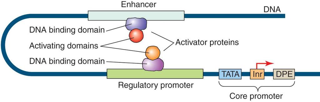 초기에는 regulatory promoter 와 enhancer 는완전히다른형태의조절부위로생각하였으나동일한서열이양쪽모두에서발견되는등두개의구분이모호해졌다. 또한동일한 activator protein 이양쪽에결합하기도한다.
