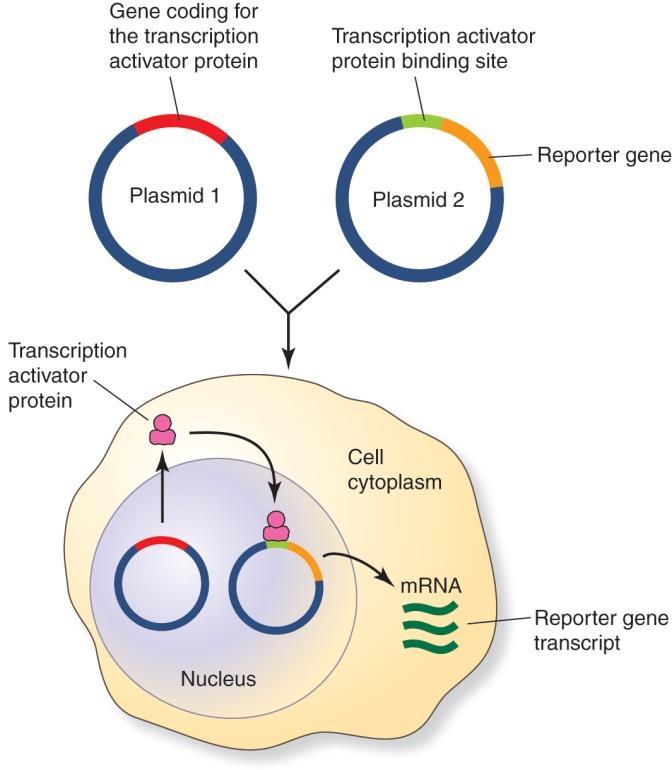 transcription activator protein 을포함하는핵추출물과 sonicate 된 calf thymus DNA 를반응시킨후 column 을통과시키면무작위로 DNA 에결합하는단백질 (thymus DNA 에결합 ) 과결합하지않는단백질은 column 을통과하고 activator protein 만 bead
