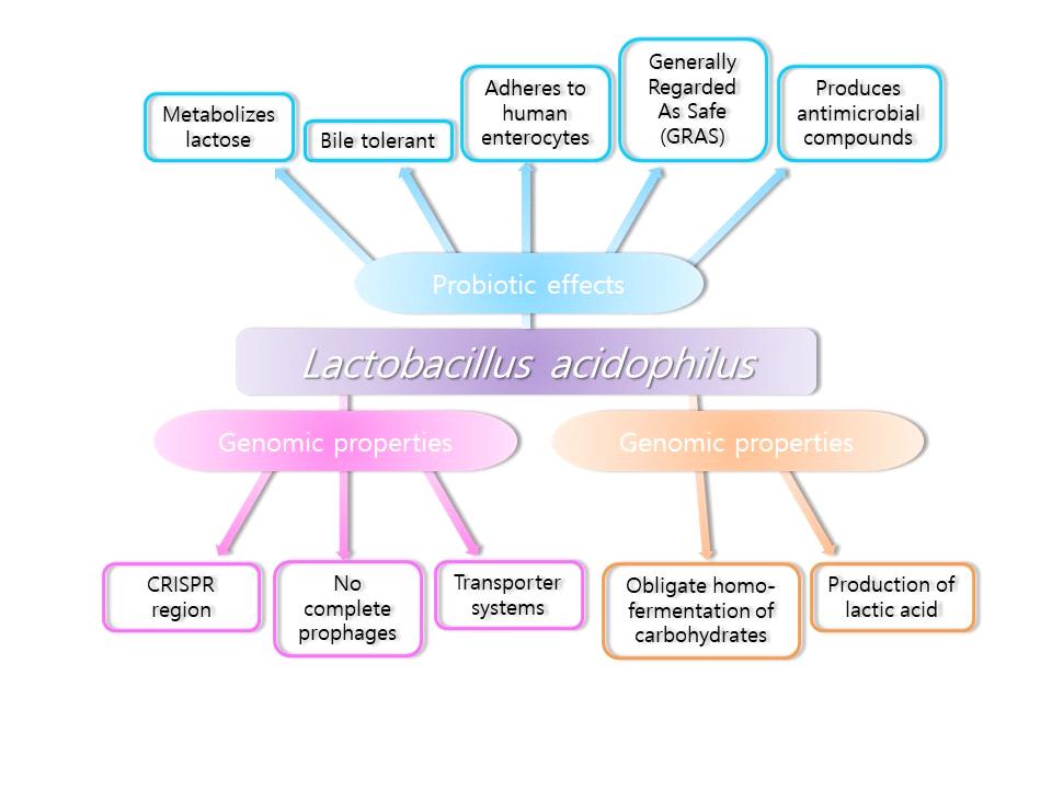 Fig. 4. Major genomic, biosynthetic, and probiotic characteristics of Lactobacillus acidophilus. Adapted from Bull et al. with permission of Oxford University Press [3]. 된다고보고하였다 [23].