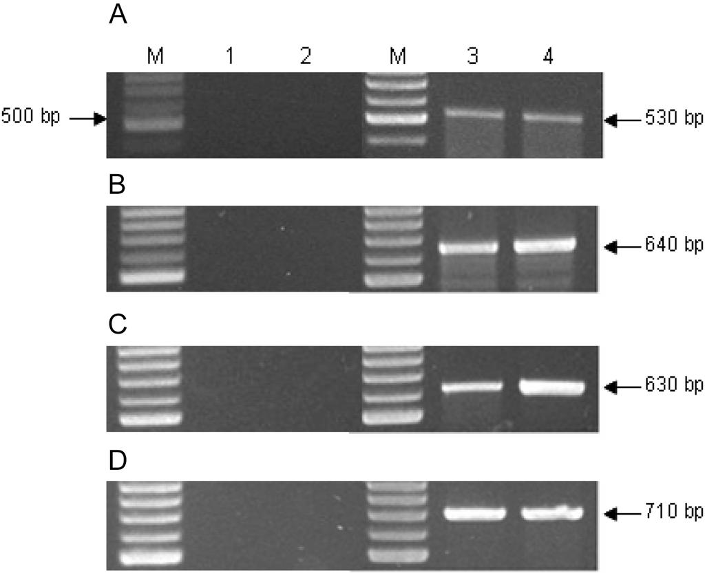 280 Mi-Hye Lee et al. Kor. J. Microbiol xk cocci. API 20 STAPH kit w Á yw p y w š API 20 STAPH V6.0 w, MH3 ( ). v x l AIs w cloning E. coli, P. aeruginosa ³ chromosomal DNA w š PCR mw s k 530 bp (E.