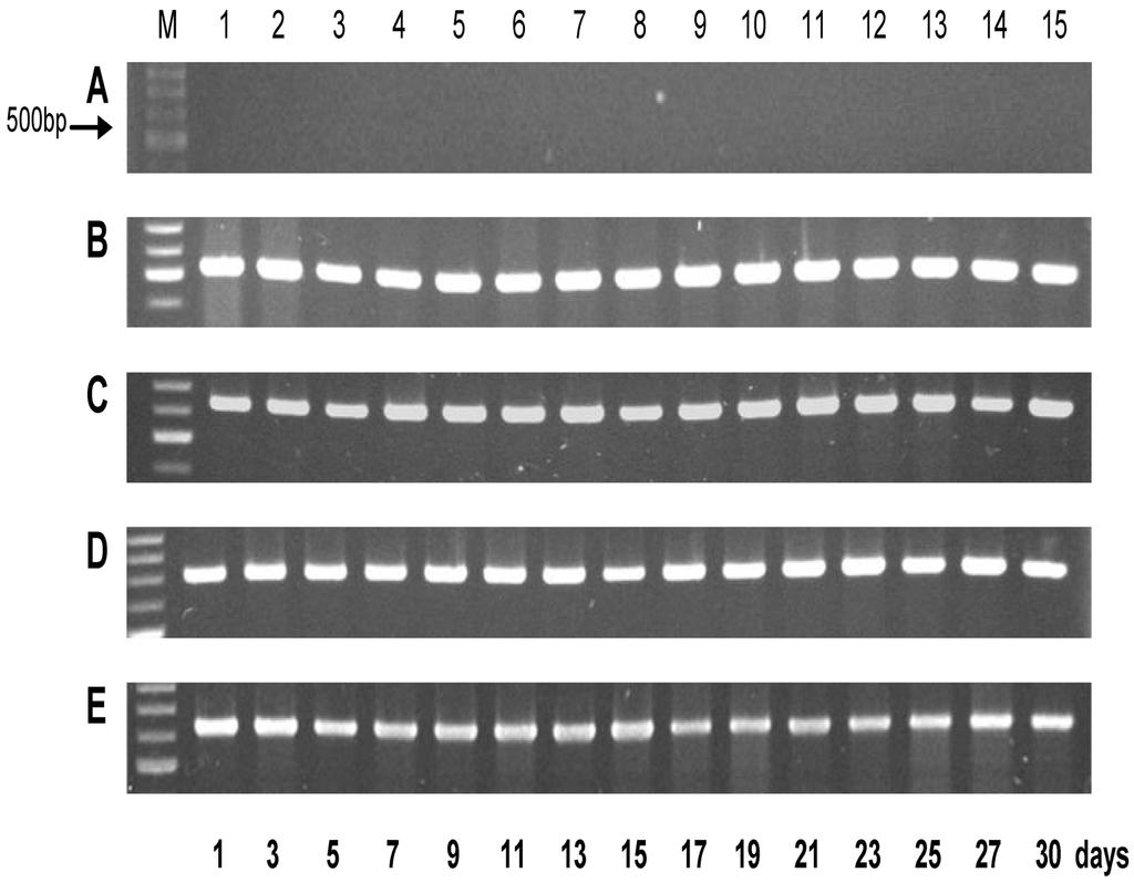Vol. 42, No. 4 l Quorum sensing x 281 AIs w mrnaƒ x l RT-PCR mw y w (Fig. 3). RT-PCR E. coli ygag, AIs w mrnaƒ x l 2.4 10 5 CFU/ml, 5.4 10 6 CFU/ ml (1.5 ) P. aeruginosa 6.9 10 4 CFU/ml (2 ) y.