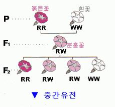 * 유전기본용어 대립유전자 : 대립형질을결정하는유전자. 상동염색체위에동일한위치에존재 표현형 : 겉으로들어나는형질 ( 둥글다, 주름지다 ) 유전자형 : 표현형을유전자기호로표시 (RR, rr, RRYY, RrYy) [1] 유전의기본법칙 1) 멘델의법칙 : 1 우열의법칙 2 분리의법칙 3 독립의법칙 2) 검정교배 (testcross) R (RR/Rr?