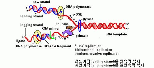 (1) 원핵생물 (prokaryote) 1) 복제포크 (replication fork) event 1 gyrase 가 supercoiling 제거 2 helicase 가 DNA 의이중나선을풀어줌 3 SSB 가풀려진나선의재결합방지 4 DNA polymeraseⅢ는 dntps를이용 5 3 polymerization 수행 5 leading strand 와