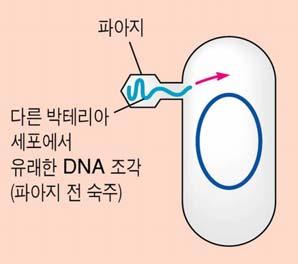 Ch14-1 Genetic Rearrangement 진핵생물의 genetic recombination ( 유전자재조합 ) 이일어나는시기 * 감수분열전기Ⅰ