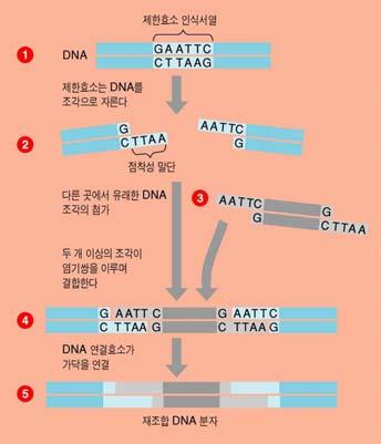 DNA 리가아제 5'- 인산기와 3'-OH 사이에인산이중에스테르결합형성 Ch14-3 Cloning & Expression Vectors Plasmid 핵외성 / 원형 DNA, 복제개시점 (oric), selectable marker ( 항생제내성유전자 ) Phage cos site + 외부 DNA Yeast Artificial Chromosomes