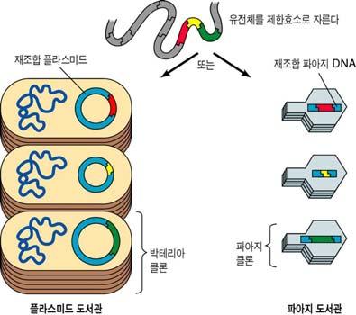핵제거난자 & 체세포핵 세포배양 핵제거난자세포질의 Reprogramming factor가난할유도 배반포단계에서대리모자궁이식 출산 Ch14-12 Stem