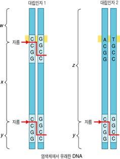 Length Polymorphisms (RFLPs) 제한효소인식부위의 DNA 염기서열간의차이를알아내는데유용 Single Nucleotide Polymorphisms (SNPs) 정의 : ( 종내 ) 개체간의 DNA에존재하는한염기쌍의차이