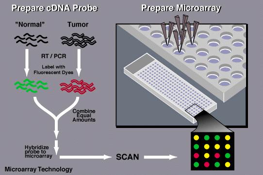 Ch17-1 Microarray / DNA chip / oligonucleotide chip 특정세포나조건에서많은유전자의발현을일시에알아낼수있다 -이방법은또한두샘플간의유전자발현비교에도효과적 ( 예 : 암세포와정상세포 ) -분석방법: 1. 칩위에서열을알고있는분석하고자하는수많은유전자의 DNA 를부착 2.