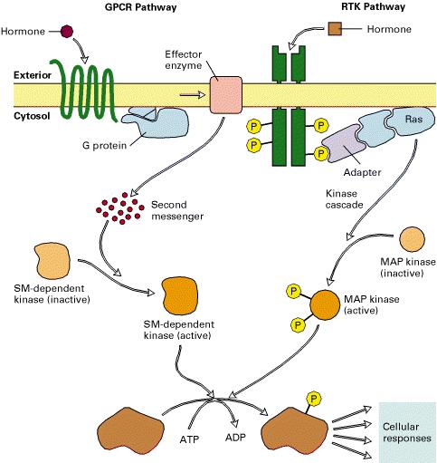 세포표면막수용체 1. G-protein 연결수용체 (G-protein-coupled receptor) 2. 티로신인산화효소내재수용체 I. G-protein 연결수용체 1. 작용기작 : 신호증폭 2. 2 차전달자 (second messenger) 1. camp and cgmp 2.