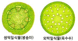 죽은세포 산세포 헛물관 : 양치, 겉씨식물에서발견 [2] 식물의조직계 : 표피조직계, 관다발조직계,