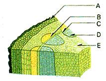 물관 2 체관 3 형성층 ( 세포분열 부피생장 (2) 쌍떡잎식물과외떡잎식물의관다발비교 쌍떡잎식물 외떡잎식물