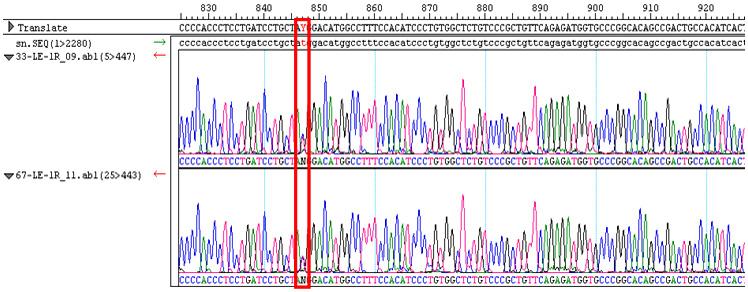 송서영외 : 한국인 Lewis 혈액형군의유전자분석 39 Fig. 2. Chromatograms of direct sequencing for FUT3 gene mutations.