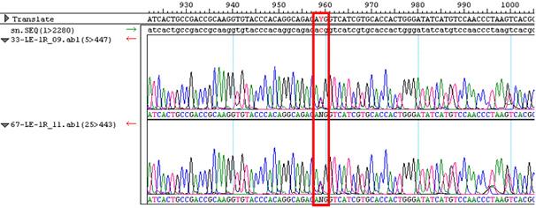 Lane M-20bp DNA ladder; lane 6-wild type; lane 1,3,4,5,8-heterozygote mutants; lane 7-homozygotic