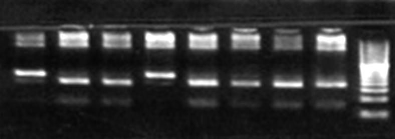 enzyme. Lane M-20bp DNA ladder; lane 1,3-wild type; lane 2,4,5,6,7,8heterozygote mutants.