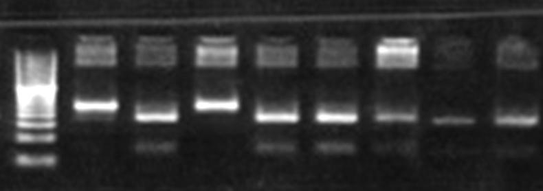 enzyme. Lane M-20bp DNA ladder; lane 1,4-wild type; lane 2,3,5,6,7,8-heterozygote mutants.