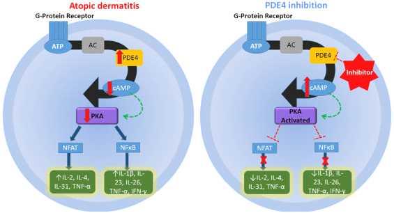 3/11 PDE4 Inhibiton in Atopic Dermatitis( 출처 : www.sciencedirect.