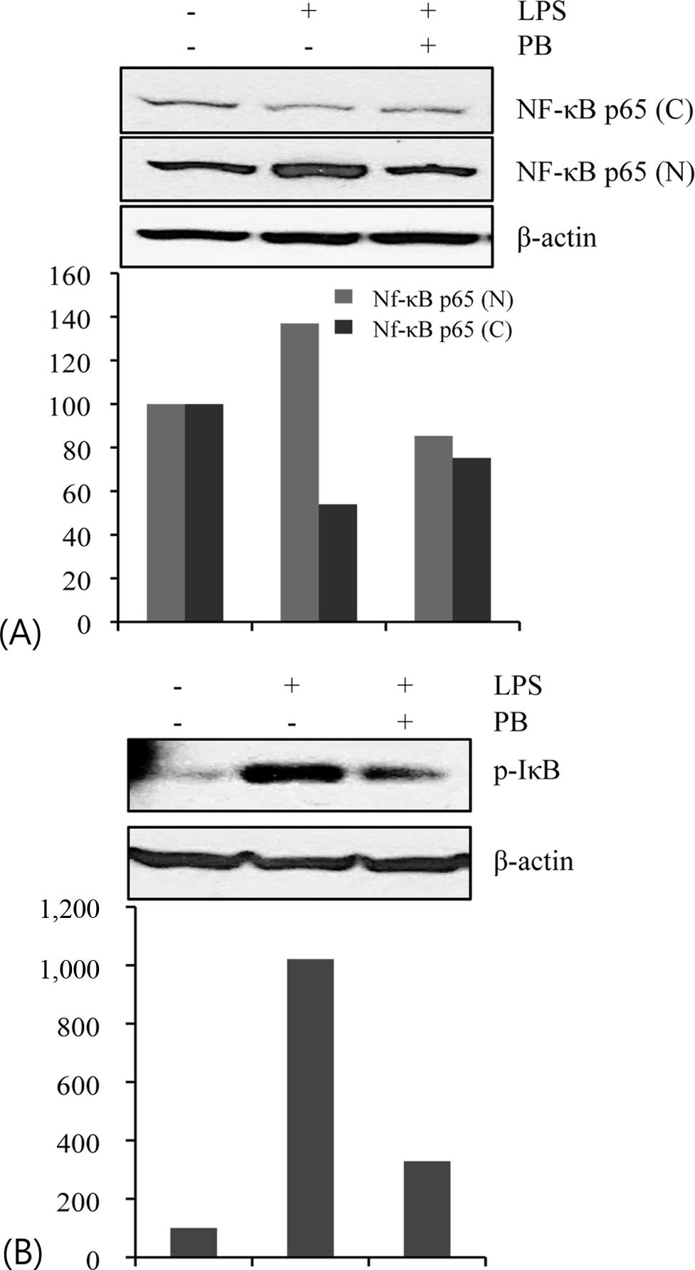 28 / 미역쇠추출물의항신경염증효과 Fig. 2. Inhibitory effect of Petalonia binghamiae (PB) on LPSinduced NO production (A) and inos/cox-2 protein expression (B).