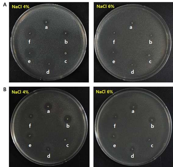 Fig. 3-3. Growth inhibition of S. aureus ATCC12692 (A) and V. parahaemolyticus ATCC17802 (B) by the isolates from Ojingeo-jeotgal at the NaCl added conditions.
