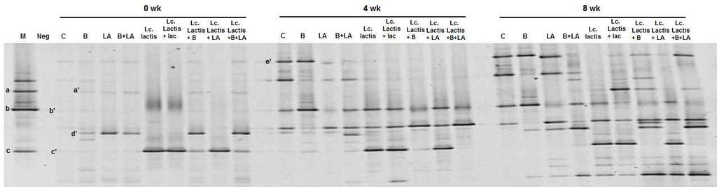 Fig. 1-1. DGGE법에의한미생물군집분석 Control: 대조군, B: 절임양념을 65 에서 30분열처리한김치, LA: 김치중량의 0.02% 젖산첨가김치, B+LA: 절임양념을 65 에서 30분열처리및김치중량 0.02% 젖산첨가김치, Lc. lactis : Lc. lactis 1 10 7 CFU/g와김치중량 10% 의 Lc.