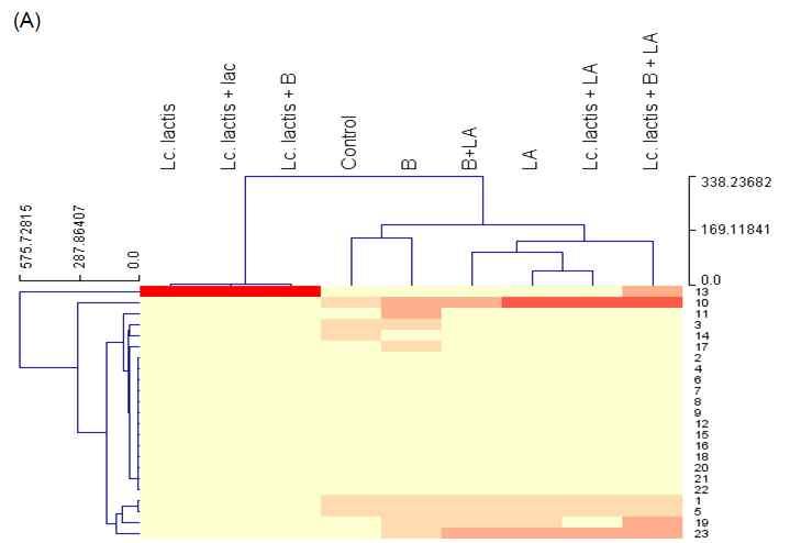 Fig. 1-2. Phylogenetic tree (A) 0주, (B) 8주, Control: 대조군, B: 절임양념을 65 에서 30분열처리한김치, LA: 김치중량의 0.02% 젖산첨가김치, B+LA: 절임양념을 65 에서 30분열처리및김치중량 0.02% 젖산첨가김치, Lc. lactis : Lc.