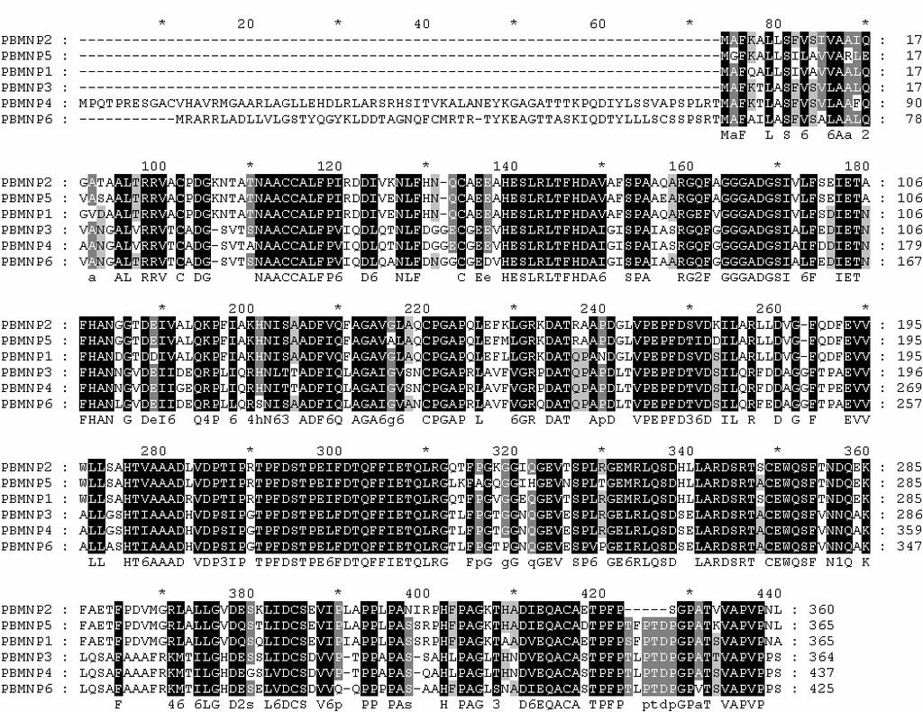제 3 장백색부후균의리그닌분해효소유전자발현조절 ( 그림 3-1) 겨울우산버섯의 MnP 유전자의 alignment ( 표 3-1) 겨울우산버섯 MnP 유전자의특성 Full length(nt) ORF(aa) 5'UTR(nt) 3'UTR(nt) Mw. pl pbmnp1 1,269 bp 365 aa 17 bp 154 bp 38.92 kda 4.