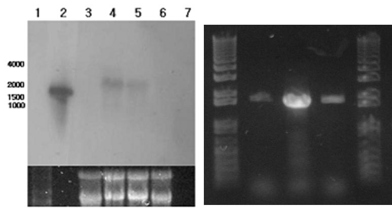 제 3 장백색부후균의리그닌분해효소유전자발현조절 ( 그림 3-14) EDC 첨가조건에서아교버섯상등액의 laccase activity 변화 EDC 첨가조건에서 laccase 발현이유도되는것을확인하기위해배양액에 DEP, BBP, BPA를넣고아교버섯균사로부터 total RNA를분리하여 northern blot과 RT-PCR 을실시하였다.