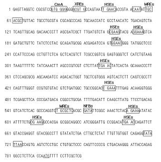 ( 그림 3-22) 겨울우산버섯 genomic DNA(PBLAC1) 에서 functional group 의위치 2) 아교버섯의 laccase promoter 분리아교버섯으로부터 3,153 bp 길이를갖는 laccase의 genomic DNA를분리하여전사개시점앞부분으로 810 bp 크기의 promoter 를확보하였다.