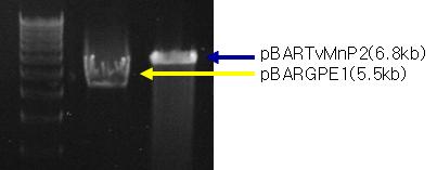 5) 구름버섯리그닌분해효소유전자발현용벡터 pbargpe1 에구름버섯의 MnP 유전자를발현벡터로재조합하여 pbartvmnp 벡터를제작하고 XhoI 제한효소로확인하였다 ( 그림 3-37). ( 그림 3-37) 구름버섯 MnP 가삽입된형질전환벡터 다.