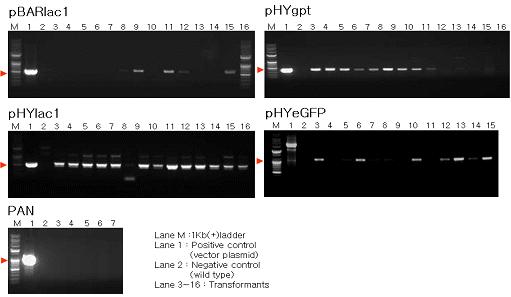 ( 그림 3-39) PCR을이용한형질전환체확인, 아교버섯 :pbarlac1, 겨울우산버섯 : phygpt, phylac1, phyegfp, PAN Laccase 를과발현시킬수있는 phylac1 벡터를도입한형질전환체에서 laccase 의활성이증가되었는지확인하기위해겨울우산버섯야생형균주와항생제배지에서선발된형질전환균사체를염료 (Poly R,