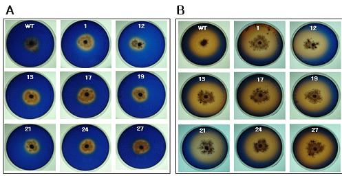 제 3 장백색부후균의리그닌분해효소유전자발현조절 ( 그림 3-40) RBBR이첨가된고체배지에서탈색능조사,