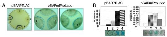( 그림 3-51) 고체배지 (A) 와액체배지 (B) 에서 laccase 활성비교 (1 : 야생균주, 2-4 : 형질전환체 ) Genomic DNA 를추출하여
