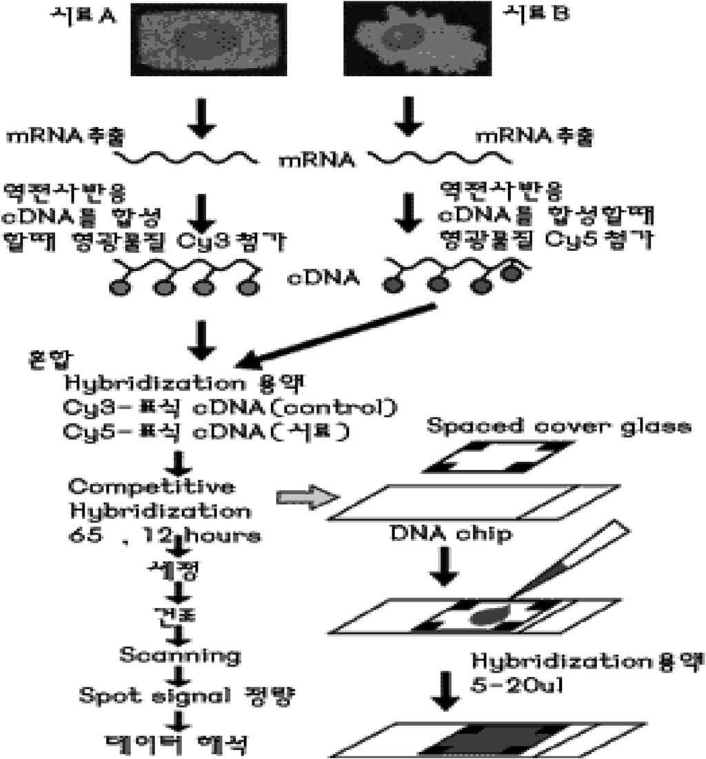DNA chip w x»» hybridization DNAƒ š»q membrane glass š spot w 22 mm 50 mm ü»»» w v [3]. Fig. 2. Method of hybridization by DNA chip [3].