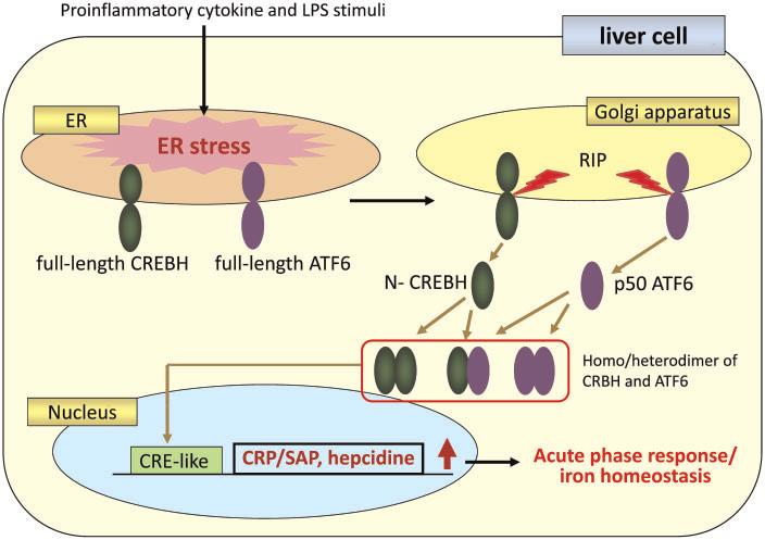 478 생명과학회지 2015, Vol. 25. No. 4 Fig. 5. Putative roles of CREBH in the APR and iron homeostasis. Proinflammatory cytokines and LPS induce ER stress followed by cleavage of CREBH and ATF6.