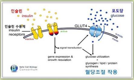바나바의작용기전 : 혈당조절 - 혈당관리를위해서는혈액내포도당이원활하게세포로들어가서이용되어야함 - 인슐린이인슐린수용체에결합하면포도당운반체인 GLUT4 가활성화되도록신호를보냄 -