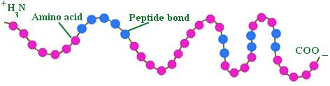 아미노산폴리펩타이드 1 차구조 2 차구조 3 차구조 4 차구조 을구성하고있는아미노산의종류와배열순서 ( 폴리펩티드사슬의아미노산조성과서열 ) Polypeptide chain from hemoglobin His- Val -