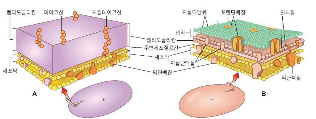 세포벽구조와여러구조물 - 테이코산 : 글라이세롤인산,