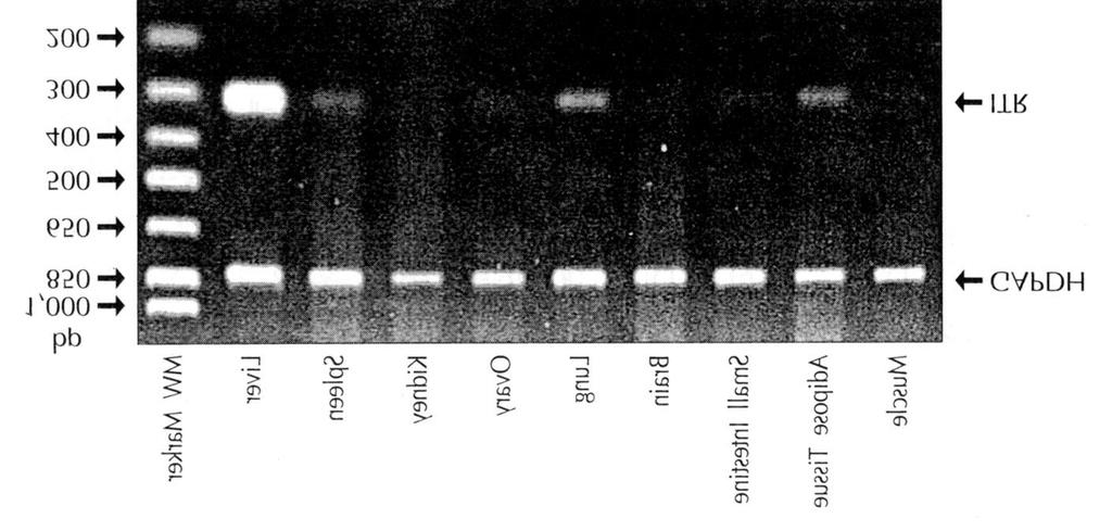 Fig. 2. Tissue distribution of rad.mapoe vector. DNA 50 ng prepared from the various tissues of mice injected with rad.mapoe was used as template.