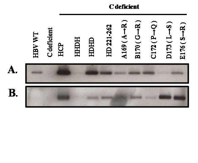 Fig. 2. Encapsidiation assay of HBV pgrna and Western blot of core particle. (A) Isolated core particles were electrophoresed on a 1% native agarose gel.