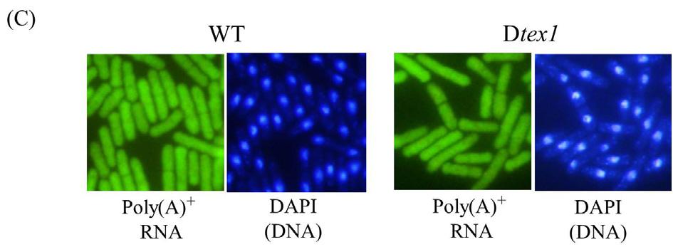 Green fluorescent image (GFP) and coincident differential interference contrast image (DIC), and the merged image of both are shown. Fig. 1. S.