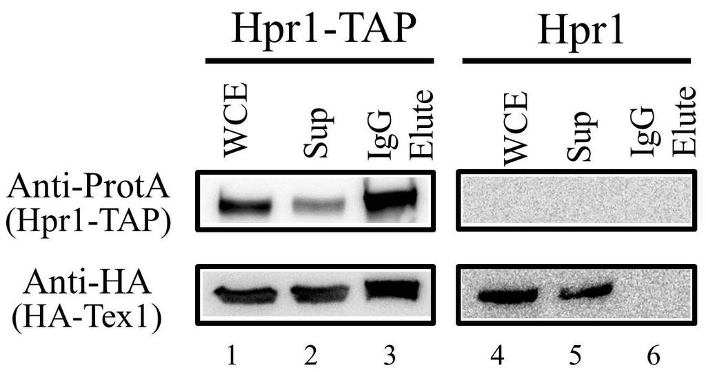 294 Bae et al. Table 1. Yeast two-hybrid analysis AD- His3 expression AD- BD- BD- His3 expression a X Tex1 - Tex1 X - Fig. 3. Association of sptex1 with sphpr1 in S. pombe extracts.