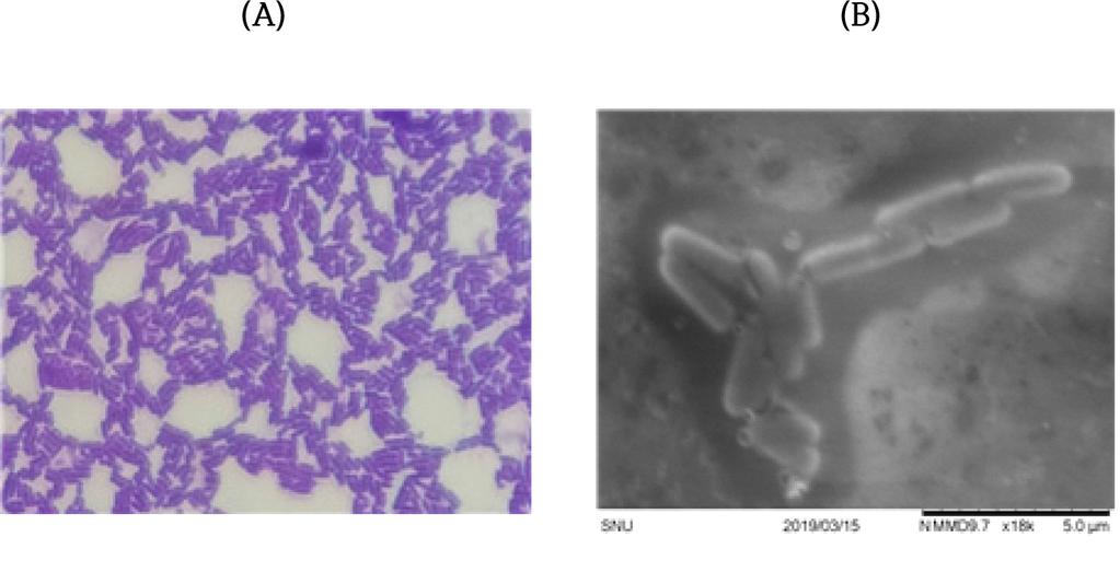 전통김치로부터 Probiotic 유산균의분리및우유발효특성 Fig. 5. Adhesion ability of Lactobacillus plantarum KC23 to Caco-2 cell. 이때의유산균수는 8.6 10 6 CFU/mL 로서비교적높은수준의우수한장세포부착능을확인할수 있었다.