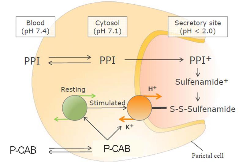 PPIs Conversion to a reactive form Irreversible binding to the external surface of acid pump Need to stimulate proton pump