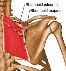 대능형근 (Rhomboid major) 소능형근 (Rhomboid minor) 1 기시 - 대능형근 제 2~5 흉추의극돌기소능형근 제 7 경추와제 1 흉추의극돌기 R.major- (T2~T5) spinous processes R.