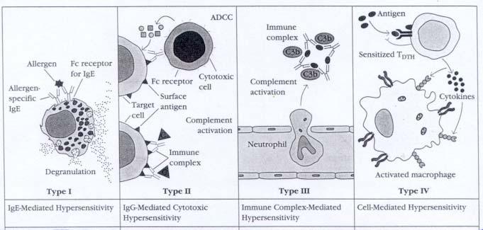 Figure 1. Classification of hypersensitivity responses III. IgE-mediated hypersensitivity (Type I) Type I 과민반응은 allergen이라불리는특이항원에의해야기된다. 이반응은일반적인 humoral response 의특징은다가지고있다.