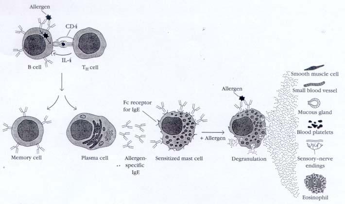 Figure 2. Type I hypersensitivity reaction 1. Type I 반응관련요소들 1-1. Allergens 일반적으로기생충감염시그방어기전의하나로 IgE가생산된다. 즉, 기생충에감염되면혈중 IgE의수치가증가하고기생충이완전히제거될때까지이처럼높은혈중수치를유지하게된다.