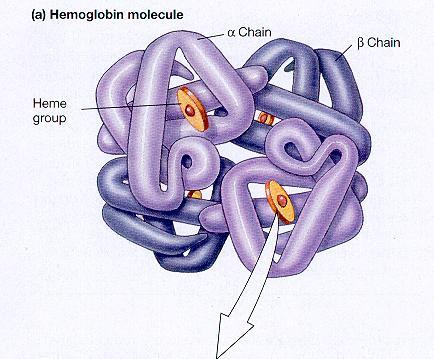 2. 혈색소 (hemoglobin) - hemoglobin : 200-300 million molecules/rbc (34% of RBC), 분자식, C 3032 H 4816 O 872 N 780