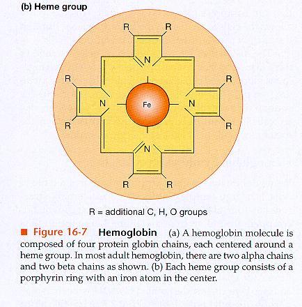 과공유결합 3) 산소운반능력 ; 약 20 ml of oxygen/dl - 혈중에서운반되는산소의약 98 % 는 oxyhemoglobin 의형태 - 1 gram 의 hemoglobin 은 1.